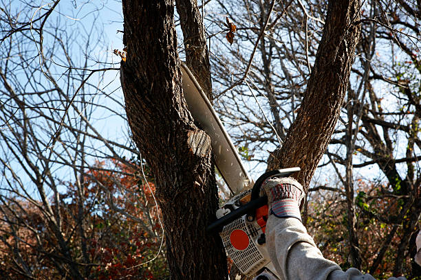 Best Tree Removal  in USA